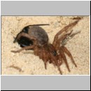 Anoplius infuscatus - Wegwespe 02g 12mm mit Trochosa cf terricola-Wolfspinne-Weibchen beim Nesteintrag.jpg